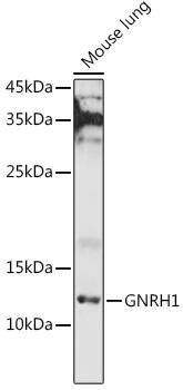 Western Blot: GnRH Antibody [NBP3-38172] - Western blot analysis of lysates from Mouse lung, using GnRH Rabbit pAb at 1:1000 dilution.&lt;br/&gt;Secondary antibody: HRP-conjugated Goat anti-Rabbit IgG (H+L) at 1:10000 dilution.&lt;br/&gt;Lysates/proteins: 25ug per lane.&lt;br/&gt;Blocking buffer: 3% nonfat dry milk in TBST.&lt;br/&gt;Detection: ECL Basic Kit.&lt;br/&gt;Exposure time: 180s.