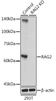 <b>Genetic Strategies Validation. </b>Western Blot: RAG2 Antibody [NBP3-38173] - Western Blot analysis of lysates from wild type (WT) and RAG2 knockout (KO) 293T cells, using [KO Validated] RAG2 Rabbit pAb at 1:500 dilution.Secondary antibody: HRP-conjugated Goat anti-Rabbit IgG (H+L) at 1:10000 dilution.Lysates/proteins: 25ug per lane.Blocking buffer: 3% nonfat dry milk in TBST.Detection: ECL Basic Kit.Exposure time: 1s.