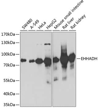 Western Blot: EHHADH Antibody [NBP3-38176] - Western blot analysis of various lysates using EHHADH Rabbit pAb at 1:1000 dilution.Secondary antibody: HRP-conjugated Goat anti-Rabbit IgG (H+L) at 1:10000 dilution.Lysates/proteins: 25ug per lane.Blocking buffer: 3% nonfat dry milk in TBST.Detection: ECL Basic Kit.Exposure time: 90s.