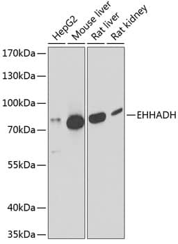 Western Blot: EHHADH Antibody [NBP3-38176] - Western Blot analysis of various lysates using EHHADH Rabbit pAb at 1:1000 dilution.Secondary antibody: HRP-conjugated Goat anti-Rabbit IgG (H+L) at 1:10000 dilution.Lysates/proteins: 25ug per lane.Blocking buffer: 3% nonfat dry milk in TBST.Detection: ECL Basic Kit.Exposure time: 90s.