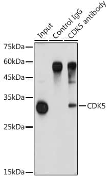 Immunoprecipitation: Cdk5 Antibody [NBP3-38178] - Immunoprecipitation analysis of 900 ug extracts of A-549 cells using 3 ug Cdk5 antibody. Western blot was performed from the immunoprecipitate using Cdk5 antibody at a dilution of 1:1000.