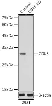 <b>Genetic Strategies Validation. </b>Western Blot: Cdk5 Antibody [NBP3-38178] - Western Blot analysis of lysates from wild type (WT) and Cdk5 knockout (KO) 293T cells, using [KO Validated] Cdk5 Rabbit pAb at 1:1000 dilution.Secondary antibody: HRP-conjugated Goat anti-Rabbit IgG (H+L) at 1:10000 dilution.Lysates/proteins: 25ug per lane.Blocking buffer: 3% nonfat dry milk in TBST.Detection: ECL Basic Kit.Exposure time: 1s.