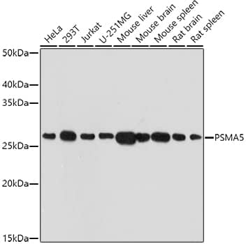 Western Blot: Proteasome 20S alpha 5 Antibody [NBP3-38181] - Western blot analysis of various lysates using Proteasome 20S alpha 5 Rabbit pAb at 1:1000 dilution.Secondary antibody: HRP-conjugated Goat anti-Rabbit IgG (H+L) at 1:10000 dilution.Lysates/proteins: 25ug per lane.Blocking buffer: 3% nonfat dry milk in TBST.Detection: ECL Basic Kit.Exposure time: 180s.