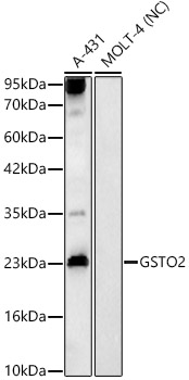 Western Blot: GSTO2 Antibody [NBP3-38184] - Western Blot analysis of various lysates using GSTO2 Rabbit pAb at 1:900 dilution.Secondary antibody: HRP Goat Anti-Rabbit IgG (H+L) at 1:10000 dilution.Lysates/proteins: 25 ug per lane.Blocking buffer: 3% nonfat dry milk in TBST.Detection: ECL Basic Kit.Negative control (NC): MOLT-4.Exposure time: 90s.