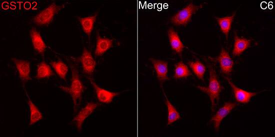 Western Blot: GSTO2 Antibody [NBP3-38184] - Western blot analysis of various lysates using GSTO2 Rabbit pAb at 1:900 dilution.Secondary antibody: HRP-conjugated Goat anti-Rabbit IgG (H+L) at 1:10000 dilution.Lysates/proteins: 25 ug per lane.Blocking buffer: 3% nonfat dry milk in TBST.Detection: ECL Basic Kit.Negative control (NC): MOLT-4.Exposure time: 90s.