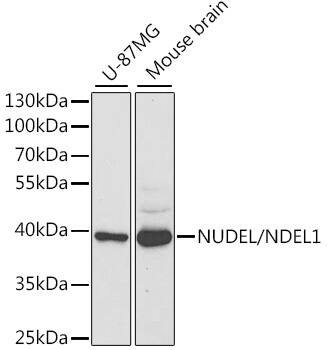 Western Blot: Nudel Antibody [NBP3-38185] - Western blot analysis of various lysates using Nudel Rabbit pAb at 1:1000 dilution.Secondary antibody: HRP-conjugated Goat anti-Rabbit IgG (H+L) at 1:10000 dilution.Lysates/proteins: 25ug per lane.Blocking buffer: 3% nonfat dry milk in TBST.Detection: ECL Basic Kit.Exposure time: 90s.