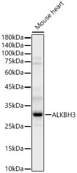 Western Blot: ALKBH3 Antibody [NBP3-38187] - Western blot analysis of lysates from Mouse heart, using ALKBH3 Rabbit pAb at 1:4000 dilution.Secondary antibody: HRP-conjugated Goat anti-Rabbit IgG (H+L) at 1:10000 dilution.Lysates/proteins: 25ug per lane.Blocking buffer: 3% nonfat dry milk in TBST.Detection: ECL Basic Kit.Exposure time: 60s.