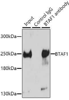 Immunoprecipitation BTAF1 Antibody