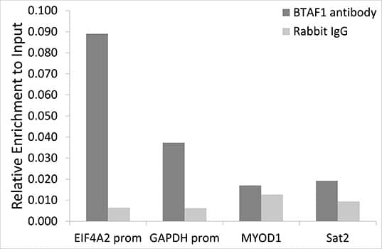 Chromatin Immunoprecipitation BTAF1 Antibody