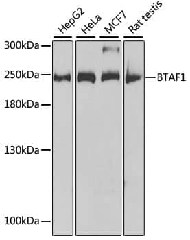 Western Blot BTAF1 Antibody