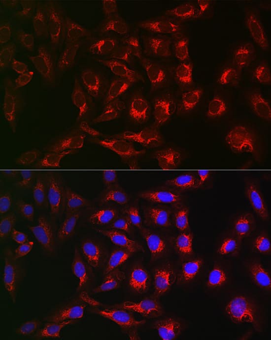 Immunocytochemistry/ Immunofluorescence: PTPIP51 Antibody [NBP3-38189] - Immunofluorescence analysis of U2OS cells using PTPIP51 Rabbit pAb at dilution of 1:200 (40x lens). Secondary antibody: Cy3-conjugated Goat anti-Rabbit IgG (H+L) at 1:500 dilution. Blue: DAPI for nuclear staining.