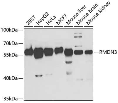 Western Blot: PTPIP51 Antibody [NBP3-38189] - Western blot analysis of various lysates using PTPIP51 Rabbit pAb at 1:1000 dilution.Secondary antibody: HRP-conjugated Goat anti-Rabbit IgG (H+L) at 1:10000 dilution.Lysates/proteins: 25ug per lane.Blocking buffer: 3% nonfat dry milk in TBST.Detection: ECL Basic Kit.Exposure time: 90s.