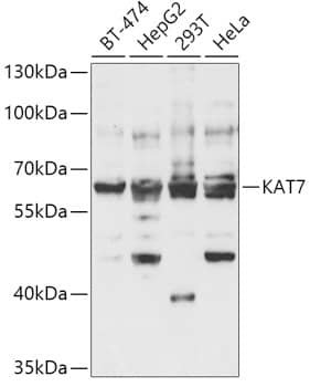 Western Blot: HBO1 Antibody [NBP3-38191] - Western blot analysis of various lysates using HBO1 Rabbit pAb at 1:1000 dilution.Secondary antibody: HRP-conjugated Goat anti-Rabbit IgG (H+L) at 1:10000 dilution.Lysates/proteins: 25ug per lane.Blocking buffer: 3% nonfat dry milk in TBST.Detection: ECL Basic Kit.Exposure time: 90s.