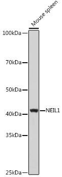 Western Blot: NEIL1 Antibody [NBP3-38194] - Western blot analysis of lysates from Mouse spleen, using NEIL1 Rabbit pAb at 1:1000 dilution.Secondary antibody: HRP-conjugated Goat anti-Rabbit IgG (H+L) at 1:10000 dilution.Lysates/proteins: 25ug per lane.Blocking buffer: 3% nonfat dry milk in TBST.Detection: ECL Basic Kit.Exposure time: 10s.