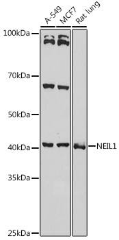 Western Blot NEIL1 Antibody