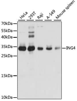 Western Blot ING4 Antibody