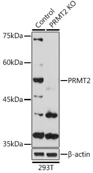 <b>Genetic Strategies Validation. </b>Western Blot: PRMT2 Antibody [NBP3-38197] - Western Blot analysis of lysates from wild type (WT) and PRMT2 knockout (KO) 293T cells, using [KO Validated] PRMT2 Rabbit pAb at 1:1000 dilution.Secondary antibody: HRP-conjugated Goat anti-Rabbit IgG (H+L) at 1:10000 dilution.Lysates/proteins: 25ug per lane.Blocking buffer: 3% nonfat dry milk in TBST.Detection: ECL Basic Kit.Exposure time: 90s.
