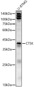 Western Blot: Cathepsin K Antibody [NBP3-38204] - Western blot analysis of lysates from U-87MG cells, using Cathepsin K Rabbit pAb at  1:400 dilution.Secondary antibody: HRP-conjugated Goat anti-Rabbit IgG (H+L) at 1:10000 dilution.Lysates/proteins: 25ug per lane.Blocking buffer: 3% nonfat dry milk in TBST.Detection: ECL Basic Kit.Exposure time: 180s.