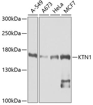 Western Blot: kinectin Antibody [NBP3-38206] - Western blot analysis of various lysates using kinectin Rabbit pAb at 1:1000 dilution.Secondary antibody: HRP-conjugated Goat anti-Rabbit IgG (H+L) at 1:10000 dilution.Lysates/proteins: 25ug per lane.Blocking buffer: 3% nonfat dry milk in TBST.Detection: ECL Basic Kit.Exposure time: 90s.