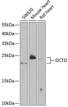 Western Blot: Deoxycytidylate deaminase Antibody [NBP3-38207] - Western blot analysis of various lysates using Deoxycytidylate deaminase Rabbit pAb at 1:1000 dilution.Secondary antibody: HRP-conjugated Goat anti-Rabbit IgG (H+L) at 1:10000 dilution.Lysates/proteins: 25ug per lane.Blocking buffer: 3% nonfat dry milk in TBST.Detection: ECL Basic Kit.Exposure time: 30s.