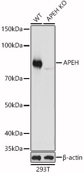 <b>Genetic Strategies Validation. </b>Western Blot: APEH Antibody [NBP3-38208] - Western Blot analysis of lysates from wild type(WT) and APEH knockout (KO) 293T(KO) cells, using [KO Validated] APEH Rabbit pAb at 1:1000 dilution.Secondary antibody: HRP Goat Anti-Rabbit IgG (H+L) at 1:10000 dilution.Lysates/proteins: 25ug per lane.Blocking buffer: 3% nonfat dry milk in TBST.Detection: ECL Basic Kit.Exposure time: 1s.