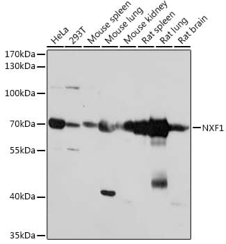 Western Blot: NXF1 Antibody [NBP3-38212] - Western blot analysis of various lysates using NXF1 Rabbit pAb at 1:1000 dilution.Secondary antibody: HRP-conjugated Goat anti-Rabbit IgG (H+L) at 1:10000 dilution.Lysates/proteins: 25ug per lane.Blocking buffer: 3% nonfat dry milk in TBST.Detection: ECL Basic Kit.Exposure time: 10s.