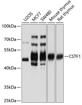 Western Blot: cleavage stimulation factor Antibody [NBP3-38214] - Western blot analysis of various lysates using cleavage stimulation factor Rabbit pAb at 1:1000 dilution.Secondary antibody: HRP-conjugated Goat anti-Rabbit IgG (H+L) at 1:10000 dilution.Lysates/proteins: 25ug per lane.Blocking buffer: 3% nonfat dry milk in TBST.Detection: ECL Basic Kit.Exposure time: 1s.