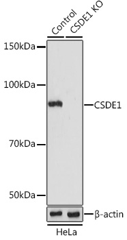 <b>Genetic Strategies Validation. </b>Western Blot: CSDE1 Antibody [NBP3-38216] - Western Blot analysis of lysates from wild type (WT) and CSDE1 knockout (KO) HeLa cells, using [KO Validated] CSDE1 Rabbit pAb at 1:1000 dilution.Secondary antibody: HRP Goat Anti-Rabbit IgG (H+L) at 1:10000 dilution.Lysates/proteins: 25ug per lane.Blocking buffer: 3% nonfat dry milk in TBST.Detection: ECL Basic Kit.Exposure time: 15s.