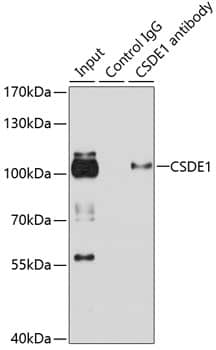 Immunoprecipitation: CSDE1 Antibody [NBP3-38216] - Immunoprecipitation analysis of 100 ug extracts of HeLa cells using 3 ug CSDE1 antibody. Western blot was performed from the immunoprecipitate using CSDE1 antibody at a dilution of 1:1000.