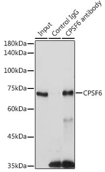 Immunoprecipitation: CPSF6 Antibody [NBP3-38219] - Immunoprecipitation analysis of 300 ug extracts of 293T cells using 3 ug CPSF6 antibody. Western blot was performed from the immunoprecipitate using CPSF6 antibody at a dilution of 1:1000.