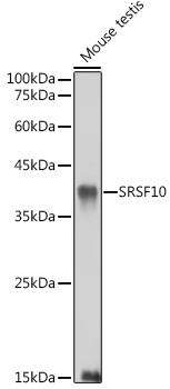 Western Blot: FUSIP1 Antibody [NBP3-38220] - Western blot analysis of lysates from Mouse testis, using FUSIP1 Rabbit pAb at 1:1000 dilution.Secondary antibody: HRP-conjugated Goat anti-Rabbit IgG (H+L) at 1:10000 dilution.Lysates/proteins: 25ug per lane.Blocking buffer: 3% nonfat dry milk in TBST.Detection: ECL Basic Kit.Exposure time: 90s.