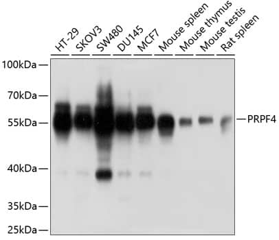 Western Blot: PRPF4 Antibody [NBP3-38223] - Western blot analysis of various lysates using PRPF4 Rabbit pAb at 1:1000 dilution.Secondary antibody: HRP-conjugated Goat anti-Rabbit IgG (H+L) at 1:10000 dilution.Lysates/proteins: 25ug per lane.Blocking buffer: 3% nonfat dry milk in TBST.Detection: ECL Basic Kit.Exposure time: 1s.