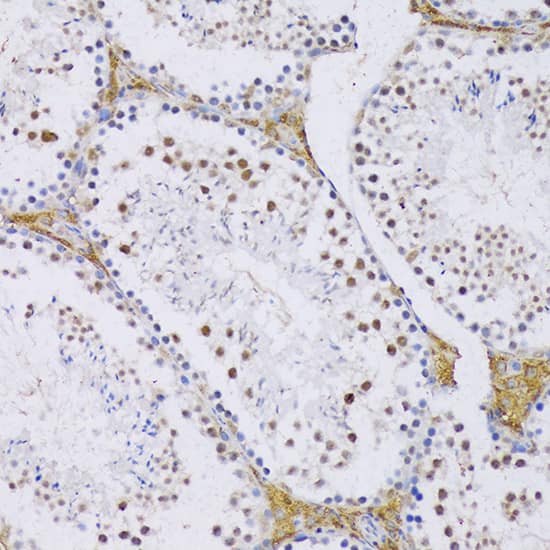 Immunohistochemistry: SFRS3 Antibody [NBP3-38224] - Immunohistochemistry analysis of paraffin-embedded Mouse testis using SFRS3 Rabbit pAb at dilution of 1:100 (20x lens). Microwave antigen retrieval performed with 0.01M PBS Buffer (pH 7.2) prior to IHC staining.