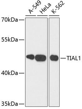 Western Blot: TIAL1 Antibody [NBP3-38225] - Western blot analysis of various lysates using TIAL1 Rabbit pAb at 1:3000 dilution.Secondary antibody: HRP-conjugated Goat anti-Rabbit IgG (H+L) at 1:10000 dilution.Lysates/proteins: 25ug per lane.Blocking buffer: 3% nonfat dry milk in TBST.Detection: ECL Basic Kit.Exposure time: 90s.