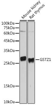 Western Blot: GSTZ1 Antibody [NBP3-38227] - Western blot analysis of various lysates using GSTZ1 Rabbit pAb at 1:500 dilution.Secondary antibody: HRP-conjugated Goat anti-Rabbit IgG (H+L) at 1:10000 dilution.Lysates/proteins: 25ug per lane.Blocking buffer: 3% nonfat dry milk in TBST.Detection: ECL Basic Kit.Exposure time: 10s.