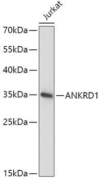 Western Blot ANKRD1 Antibody