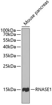 Western Blot: Ribonuclease A Antibody [NBP3-38229] - Western blot analysis of lysates from mouse pancreas, using Ribonuclease A Rabbit pAb at 1:1000 dilution.Secondary antibody: HRP-conjugated Goat anti-Rabbit IgG (H+L) at 1:10000 dilution.Lysates/proteins: 25ug per lane.Blocking buffer: 3% nonfat dry milk in TBST.Detection: ECL Basic Kit.Exposure time: 60s.