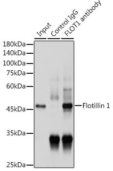 Immunoprecipitation: Flotillin-1 Antibody [NBP3-38231] - Immunoprecipitation analysis of 300 ug extracts of HeLa cells using 3 ug Flotillin-1 antibody. Western blot was performed from the immunoprecipitate using Flotillin-1 antibody at a dilution of 1:1000.