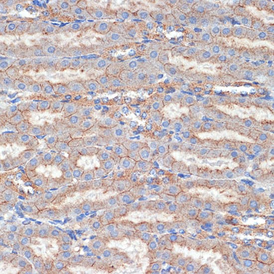 Immunohistochemistry: Flotillin-1 Antibody [NBP3-38231] - Immunohistochemistry analysis of paraffin-embedded Mouse kidney using [KO Validated] Flotillin-1 Rabbit pAb at dilution of 1:100 (40x lens). Microwave antigen retrieval performed with 0.01M Tris/EDTA Buffer (pH 9.0) prior to IHC staining.