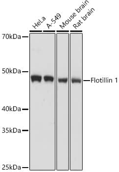 Western Blot: Flotillin-1 Antibody [NBP3-38231] - Western blot analysis of various lysates, using [KO Validated] Flotillin-1 Rabbit pAb at 1:1000 dilution.Secondary antibody: HRP-conjugated Goat anti-Rabbit IgG (H+L) at 1:10000 dilution.Lysates/proteins: 25ug per lane.Blocking buffer: 3% nonfat dry milk in TBST.Detection: ECL Basic Kit.Exposure time: 1s.