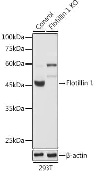 <b>Genetic Strategies Validation. </b>Western Blot: Flotillin-1 Antibody [NBP3-38231] - Western Blot analysis of lysates from wild type (WT) and Flotillin-1 knockout (KO) 293T cells, using [KO Validated] Flotillin-1 Rabbit pAb at 1:1000 dilution.Secondary antibody: HRP-conjugated Goat anti-Rabbit IgG (H+L) at 1:10000 dilution.Lysates/proteins: 25ug per lane.Blocking buffer: 3% nonfat dry milk in TBST.Detection: ECL Basic Kit.Exposure time: 1s.