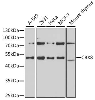 Western Blot: Cbx8 Antibody [NBP3-38232] - Western blot analysis of various lysates using Cbx8 Rabbit pAb at 1:1000 dilution.Secondary antibody: HRP-conjugated Goat anti-Rabbit IgG (H+L) at 1:10000 dilution.Lysates/proteins: 25ug per lane.Blocking buffer: 3% nonfat dry milk in TBST.Detection: ECL Basic Kit.Exposure time: 60s.