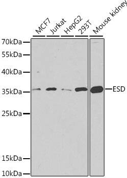 Western Blot: ESD Antibody [NBP3-38233] - Western blot analysis of various lysates using ESD Rabbit pAb at 1:1000 dilution.Secondary antibody: HRP-conjugated Goat anti-Rabbit IgG (H+L) at 1:10000 dilution.Lysates/proteins: 25ug per lane.Blocking buffer: 3% nonfat dry milk in TBST.Detection: ECL Basic Kit.Exposure time: 90s.