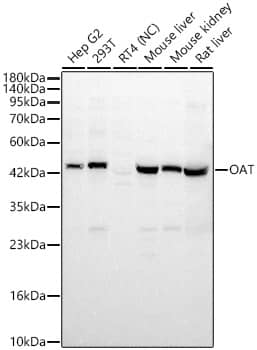 Western Blot: OAT Antibody [NBP3-38234] - Western Blot analysis of various lysates using OAT Rabbit pAb at 1:2000 dilution.Secondary antibody: HRP Goat Anti-Rabbit IgG (H+L) at 1:10000 dilution.Lysates/proteins: 25 ug per lane.Blocking buffer: 3% nonfat dry milk in TBST.Detection: ECL Basic Kit.Negative control (NC): RT4.Exposure time: 30s.