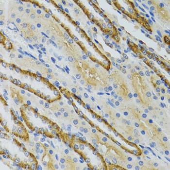 Immunohistochemistry COG2 Antibody