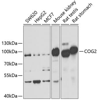 Western Blot COG2 Antibody