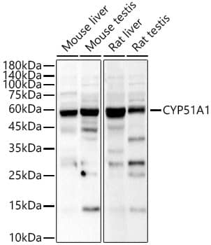 Western Blot: CYP51A1 Antibody [NBP3-38236] - Western blot analysis of various lysates, using CYP51A1 Rabbit pAb at  1:800 dilution.Secondary antibody: HRP-conjugated Goat anti-Rabbit IgG (H+L) at 1:10000 dilution.Lysates/proteins: 25ug per lane.Blocking buffer: 3% nonfat dry milk in TBST.Detection: ECL Basic Kit.Exposure time: 30s.