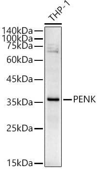 Western Blot: Proenkephalin Antibody [NBP3-38239] - Western blot analysis of lysates from THP-1 cells, using Proenkephalin Rabbit pAb at  1:500 dilution.Secondary antibody: HRP-conjugated Goat anti-Rabbit IgG (H+L) at 1:10000 dilution.Lysates/proteins: 25ug per lane.Blocking buffer: 3% nonfat dry milk in TBST.Detection: ECL Basic Kit.Exposure time: 120s.