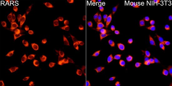 Immunocytochemistry/ Immunofluorescence: Arginyl tRNA synthetase Antibody [NBP3-38241] - Immunofluorescence analysis of NIH/3T3 cells using Arginyl tRNA synthetase Rabbit pAb at dilution of 1:100 (40x lens). Secondary antibody: Cy3-conjugated Goat anti-Rabbit IgG (H+L) at 1:500 dilution. Blue: DAPI for nuclear staining.