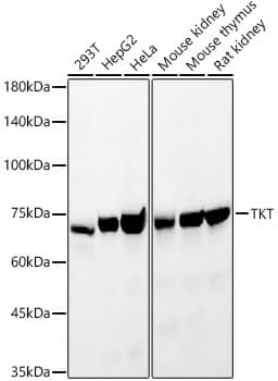 Western Blot: Transketolase Antibody [NBP3-38242] - Western blot analysis of various lysates, using Transketolase Rabbit pAb at 1:2000 dilution.Secondary antibody: HRP-conjugated Goat anti-Rabbit IgG (H+L) at 1:10000 dilution.Lysates/proteins: 25ug per lane.Blocking buffer: 3% nonfat dry milk in TBST.Detection: ECL Basic Kit.Exposure time: 30s.